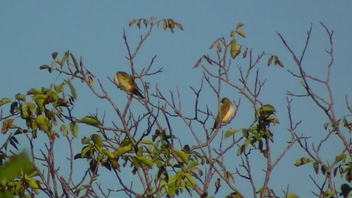 2pui de grangur,nu-mi venea sa cred 2pui de grangur,nu-mi venea sa cred