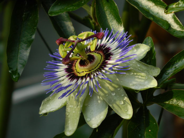 DSCN8703 Passiflora caerulea - SEPTEMBRIE_2_2014