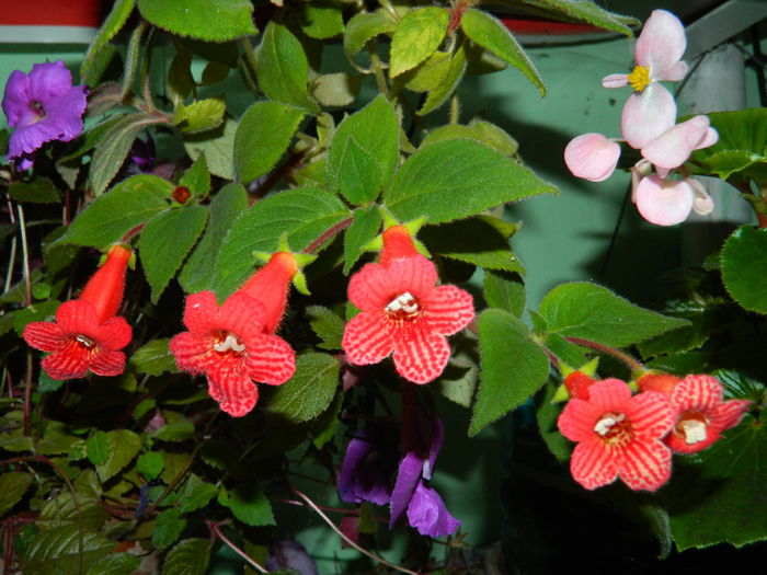 DSCN8783 - SEPTEMBRIE_2_2014