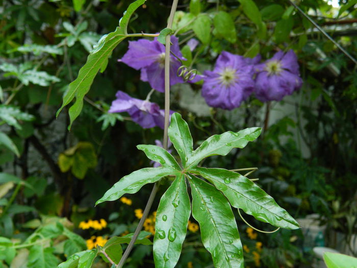 DSCN8790 - SEPTEMBRIE_2_2014