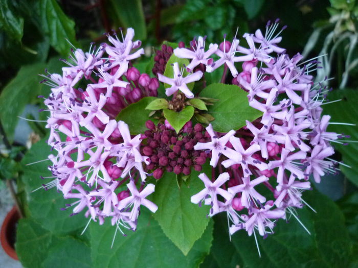 P1050232 - Clerodendron bungei