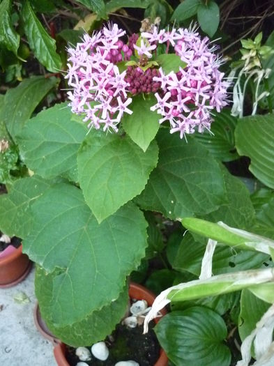 P1050233 - Clerodendron bungei