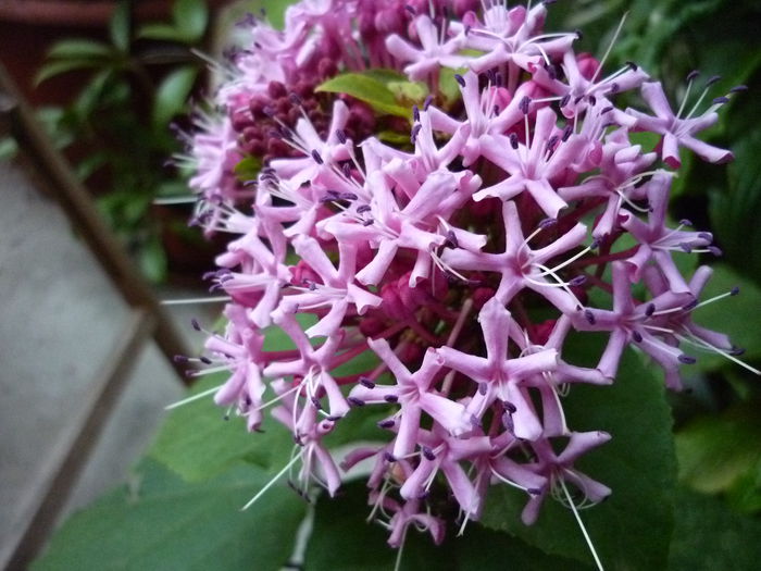 P1050234 - Clerodendron bungei