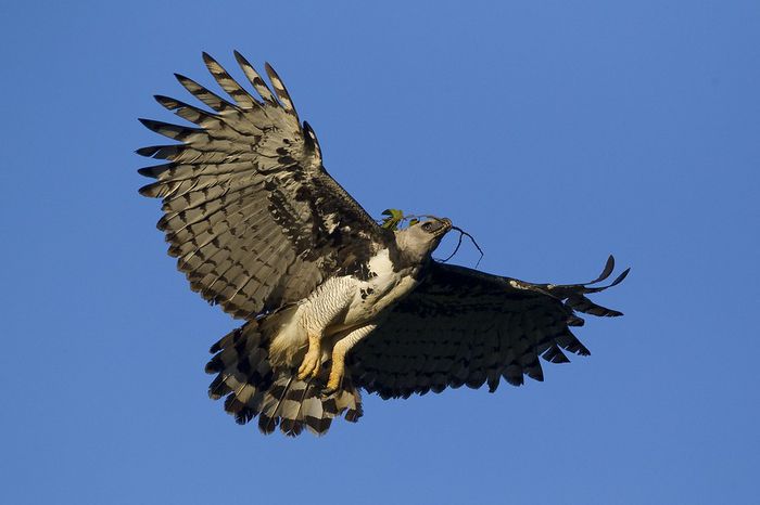 Harpy Eagle