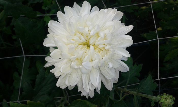 alb - 0 crizanteme 2016