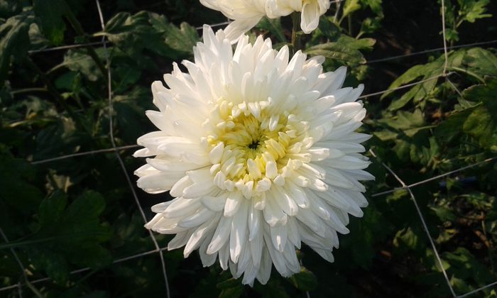 alb frezat - 0 crizanteme 2016