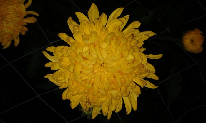 galben - 0 crizanteme 2016
