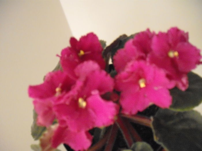 DSCF1337