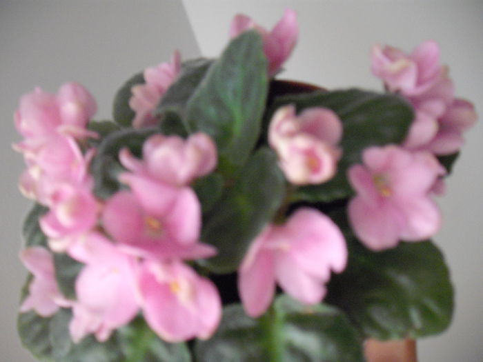DSCF1339