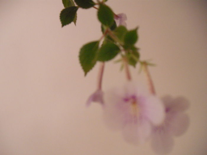 DSCF1332 - ACHIMENES