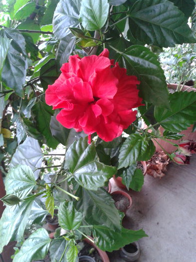 2014-09-06 14.15.55 - hibiscus