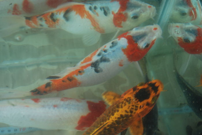 DSC_0375 - Crap Koi 2014 de vanzare