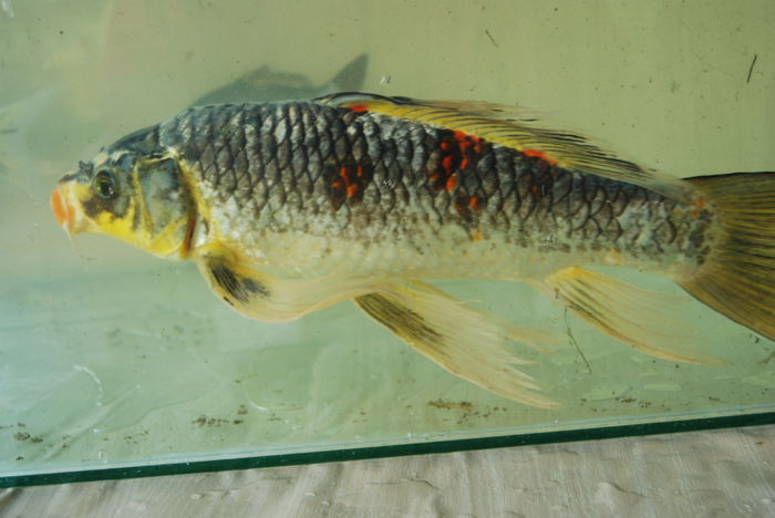 DSC_0433 - Crap Koi 2014 de vanzare