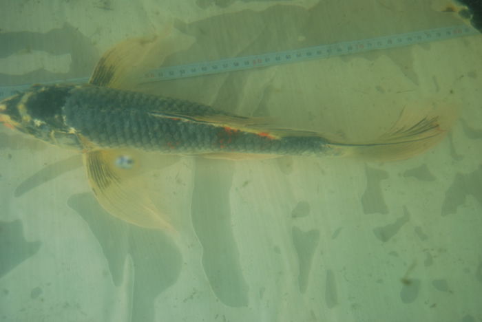 DSC_0435 - Crap Koi 2014 de vanzare