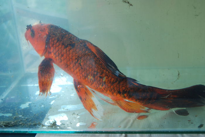 DSC_0436 - Crap Koi 2014 de vanzare