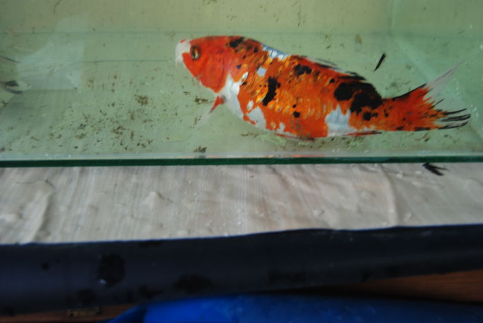 DSC_0446 - Crap Koi 2014 de vanzare