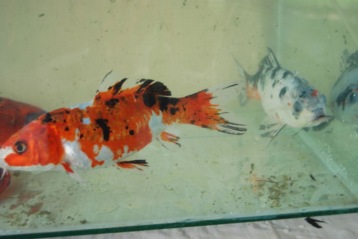 DSC_0448 - Crap Koi 2014 de vanzare