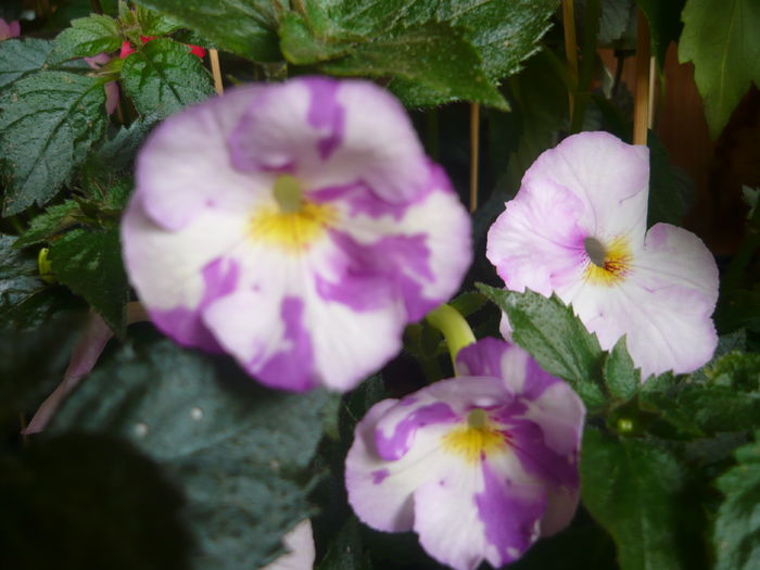 P1070545