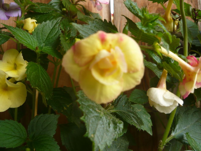 P1070548