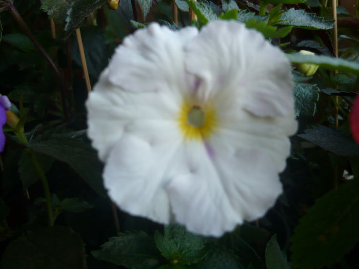 white glory