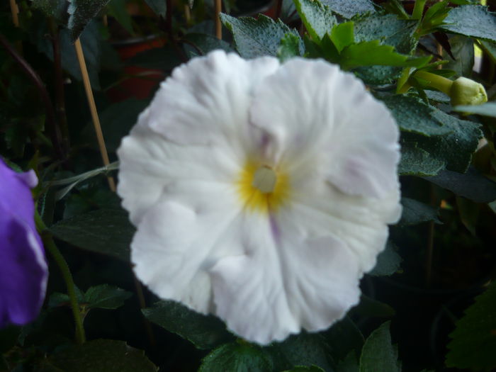 P1070565