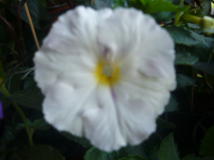 white glory - achimenes colectie 2014