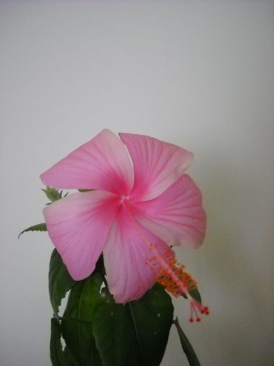 Dainty pink 9.09.014 - HIBISCUS- 2014
