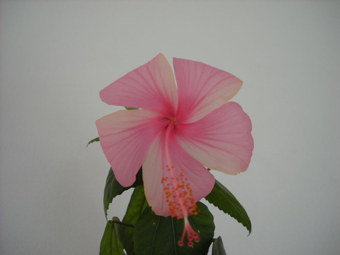  - HIBISCUS- 2014