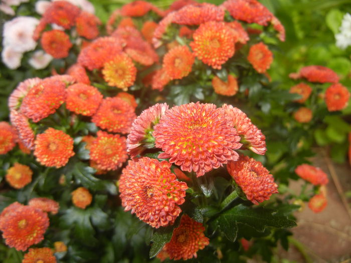 Chrysanth Bellissima (2014, June 18)