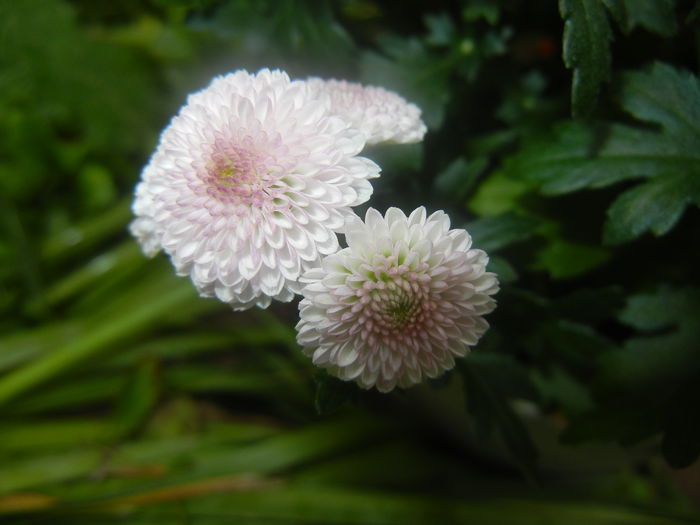 Chrysanth Bellissima (2014, June 18) - Chrysanth Bellissima