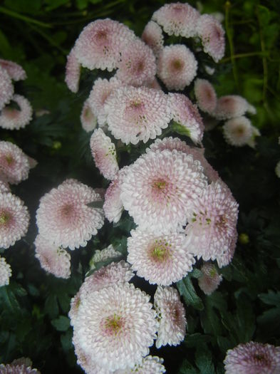 Chrysanth Bellissima (2014, June 18)