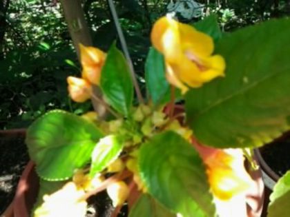 Fotografie2818 - alte flori 1