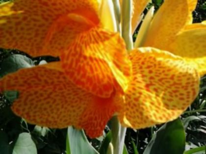 Fotografie2822 - alte flori 1