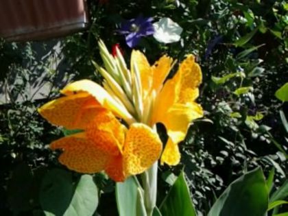 Fotografie2821 - alte flori 1