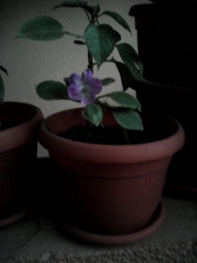 IMG_20140910_063724 - flori de interior 2014