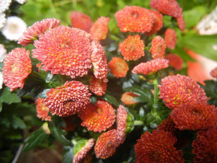 Chrysanth Bellissima (2014, June 18) - Chrysanth Bellissima