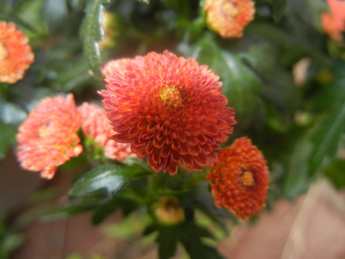 Chrysanth Bellissima (2014, June 18)