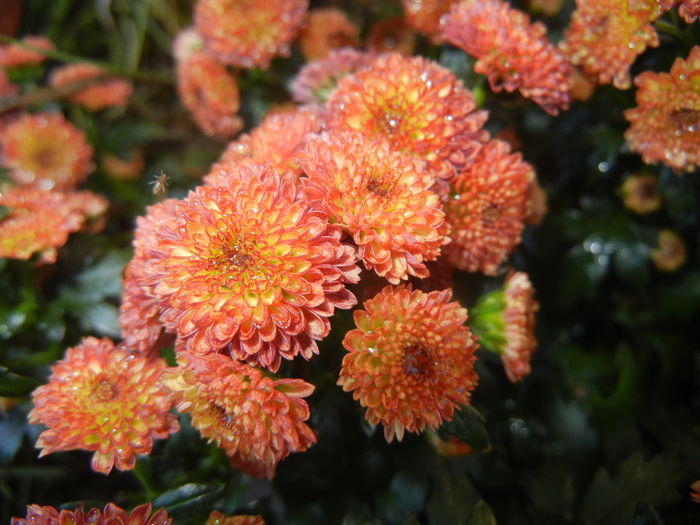 Chrysanth Bellissima (2014, June 22) - Chrysanth Bellissima