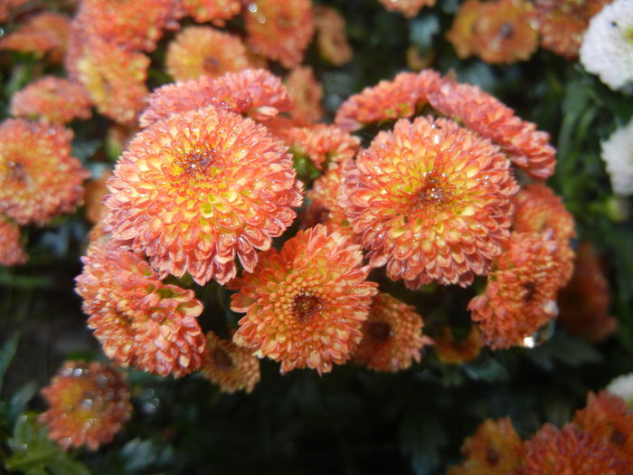 Chrysanth Bellissima (2014, June 22) - Chrysanth Bellissima