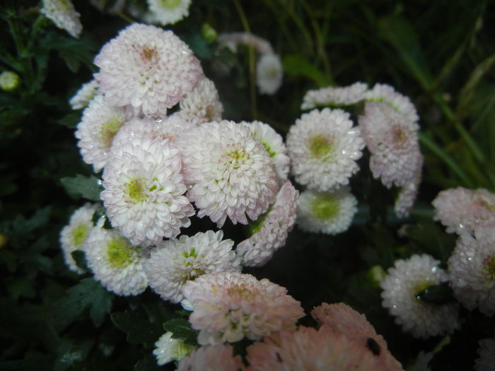 Chrysanth Bellissima (2014, June 22) - Chrysanth Bellissima