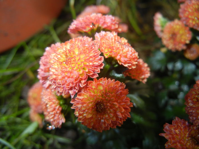 Chrysanth Bellissima (2014, June 22)