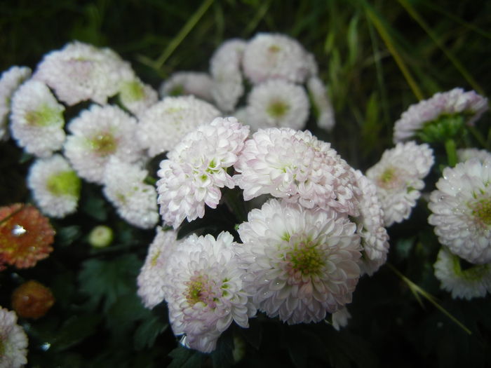 Chrysanth Bellissima (2014, June 22) - Chrysanth Bellissima