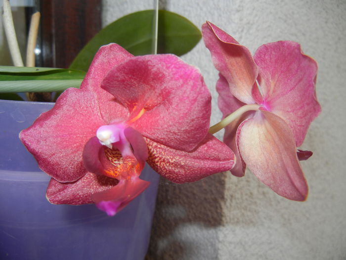 Violet Phalaenopsis (2014, Aug.17)