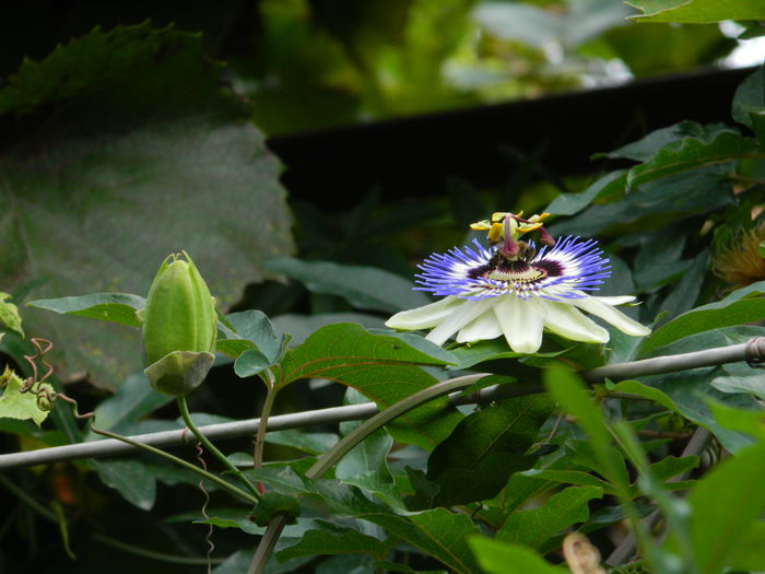 DSCN8836 - SEPTEMBRIE_2_2014