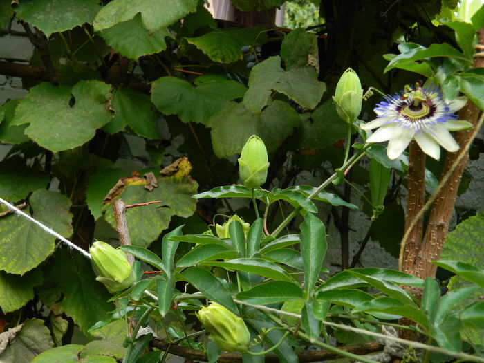 DSCN8837 - SEPTEMBRIE_2_2014