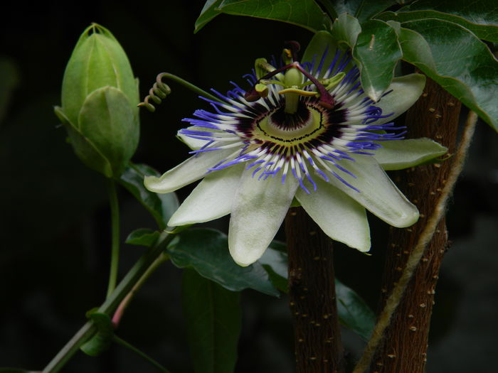 DSCN8838 - SEPTEMBRIE_2_2014