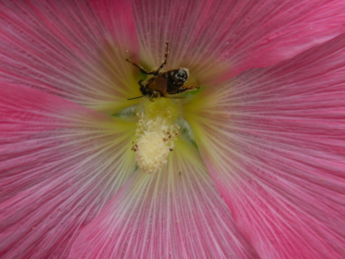 DSCN8852 - SEPTEMBRIE_2_2014
