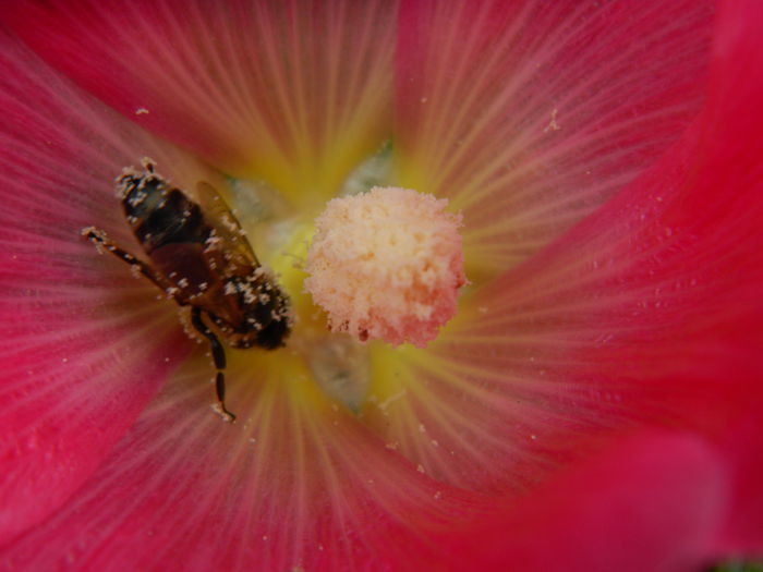 DSCN8860 - SEPTEMBRIE_2_2014