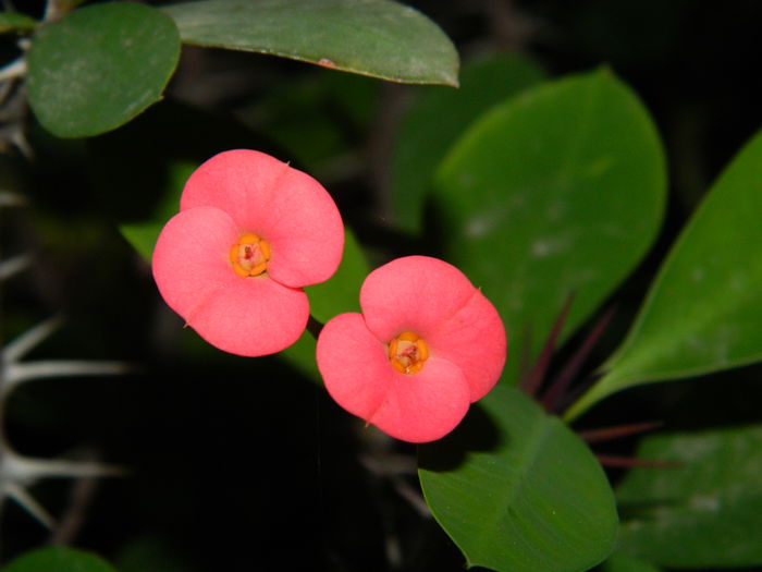 DSCN8862 - SEPTEMBRIE_2_2014