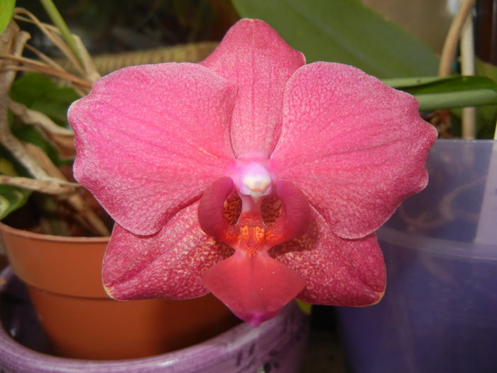 Violet Phalaenopsis (2014, Aug.17)